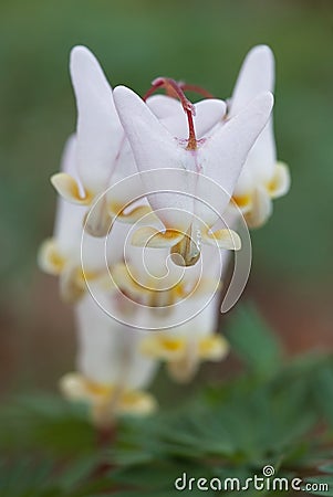 Dutchman's Breeches Stock Photo